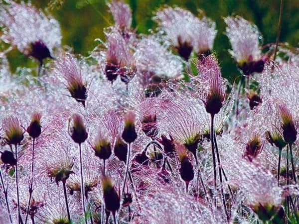 Prairie Smoke Seeds | Ships from Iowa. Rare and Hard to Find Geum triflorum Seeds