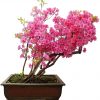 Bonsai Tree Seeds - Pink Azalea - 30 Seeds