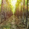 Sugar Cane Seeds to Grow - 20 Seeds - Grow The World's Tallest Sugar Cane