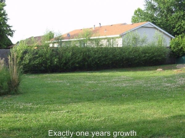 6 Big Aussie Privacy Hybrid Willow Trees &#8211; 2ft Tall &#8211; Very Fast Growing, Plantly