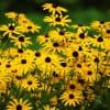 500+ Black Eyed Susan Flower Seeds - Beautiful Perennial Flower - Made in USA, Ships from Iowa.