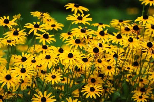 500+ Black Eyed Susan Flower Seeds &#8211; Beautiful Perennial Flower &#8211; Made in USA, Ships from Iowa., Plantly