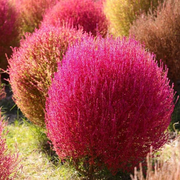 50 Red Kochia Seeds &#8211; Grow Exotic Mexican Fire Plant &#8211; Summer Cypress, Plantly
