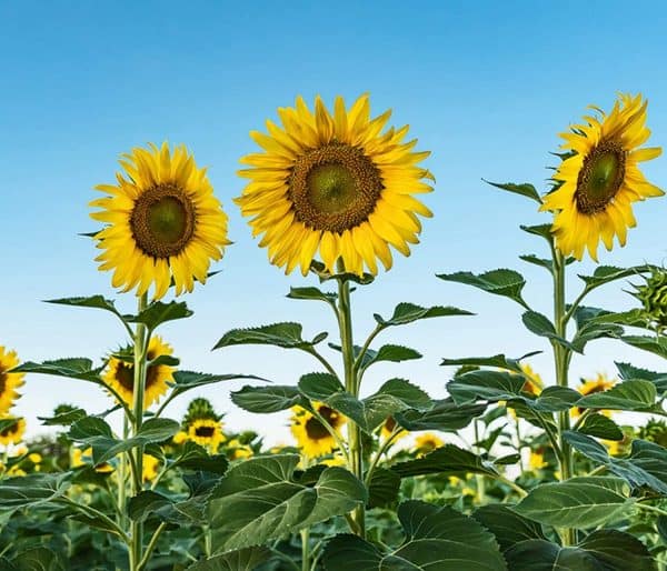 Skyscraper Sunflower Seeds for Planting | 20 Seeds | Rare, Exotic Garden Seeds | Huge 15-20 feet Tall with Giant Sunflowers, Plantly