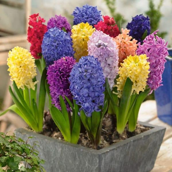 a vibrant potted plant showcasing a variety of colorful hyacinths