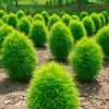 Burning Bush Seeds - Summer Cypress, kochia scoparia