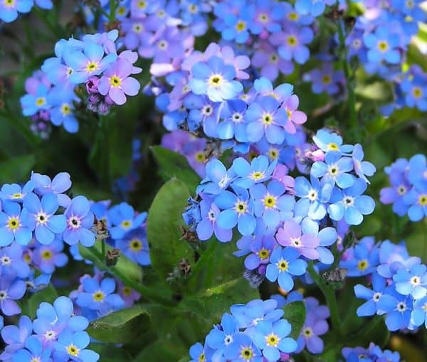 5,000+ Blue Forget Me Not Seeds for Planting | Easy to Grow Wildflower Seeds | Made in USA, Ships from Iowa., Plantly