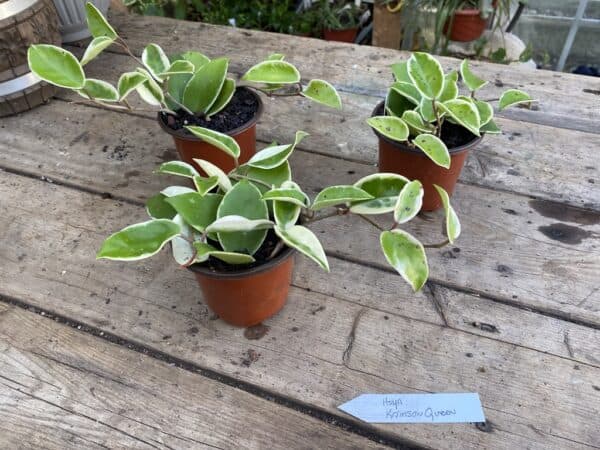 Hoya Carnosa Tricolor or Krimson Queen 4 Inch Pot Live Plant