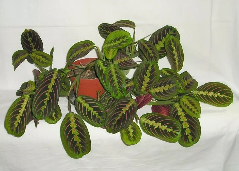 Maranta Leuconeura Plant 