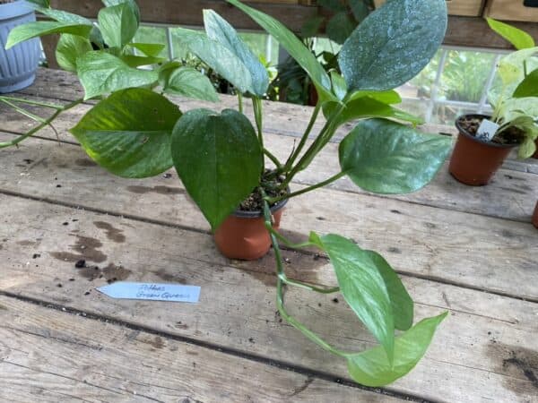 Pothos or Devil&#8217;s Ivy Green Queen 3 Pot Live Plant, Plantly