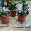 Snake Plant or Sansevieria Dwarf Samurai 2.5” Pot Small Size Live Plant