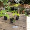 Philodendron Goeldii or Finger Leaf also Fun Bun 2.5 Inch Tall Pot Start Plant