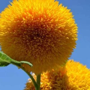 Teddy Bear Sunflower Seeds for Planting Exotic Garden Flower Great for Hummingbirds and Butterflies