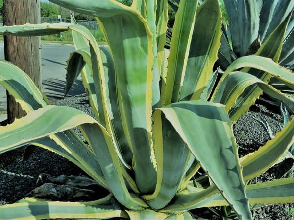 Agave Species Seed Mix for Planting &#8211; Grow Agave &#8211; Ships from Iowa, USA, Plantly