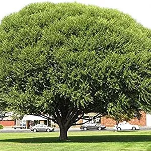 Globe Willow Trees - Shade or Privacy Tree - Fast Growing