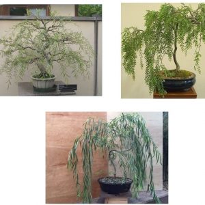 How Long Do Bonsai Trees Take To Grow?, Plantly