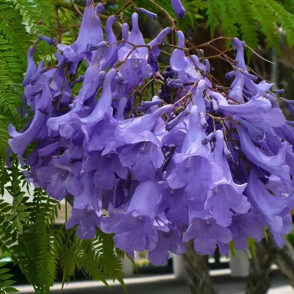 Blue Purple Jacaranda Jacaranda Mimosifolia Tree Shrub Heirloom 30 Bulk Seeds, Plantly
