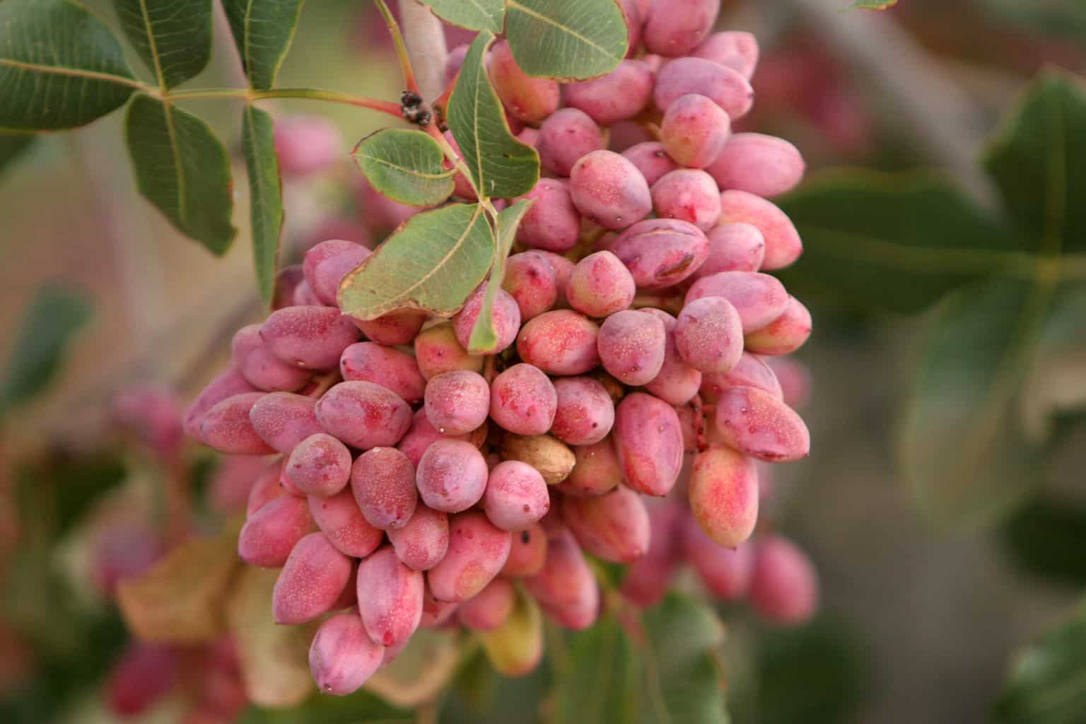 Pistachio nut tree