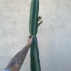 Peruvian Apple Cactus Cutting 46"