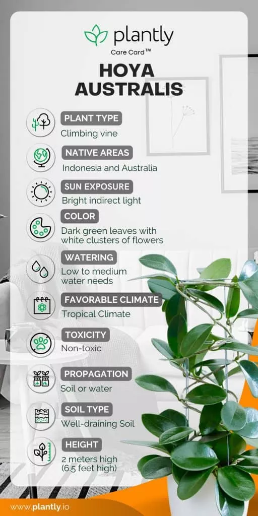 Growing Hoya Australis A Beginner's Guide Plantly