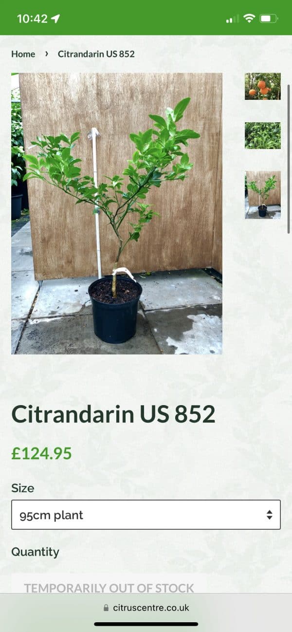 852 Citrandarin- Cold hardy to 5F!, Plantly