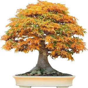 Bonsai Tree Seeds, Trident Maple | Highly Prized for Bonsai, (Acer buergerianum)
