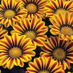 Exotic Gazania Flower Seeds | Made in USA, Ships from Iowa