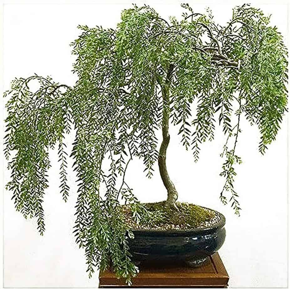 Buy Now Weeping Willow Bonsai Cutting Plantly
