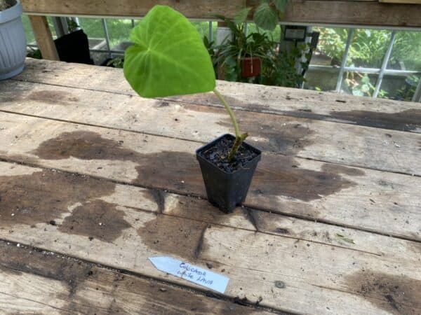 Colocasia or Elephant Ear White Lava 2.5 Tall Pot Live Starter Plant, Plantly
