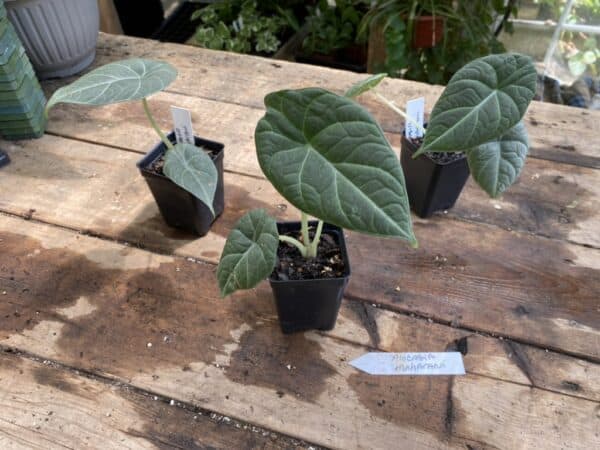 Alocasia or Elephant Ear Maharani 2.5 Pot Live Starter Plant, Plantly