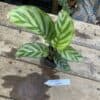 Calathea Freddie 2.5 Inch Tall Pot Live Starter Plant