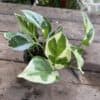 Pothos or Devil's Ivy NJoy 3” Pot Live Plant