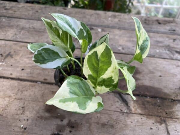 Pothos or Devil&#8217;s Ivy NJoy 3” Pot Live Plant, Plantly