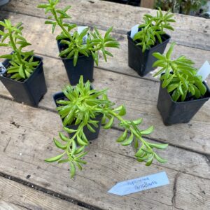 Peperomia Auxillaris 2.5 Inch Tall Pot Starter Plant