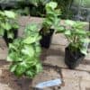 Syngonium or Arrowhead Plant Mini White 2.5 Inch tall pot Starter Plant