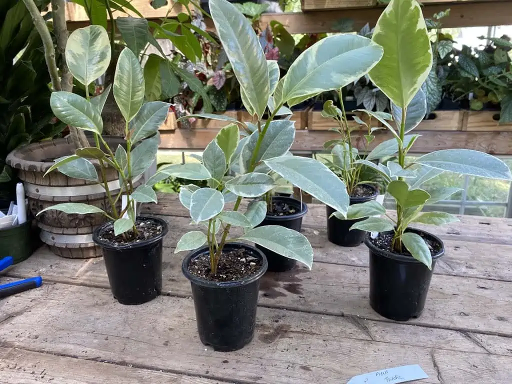 Ficus Elastica or Rubber Plant Tineke 2.5 Inch Tall Pot Live Plant