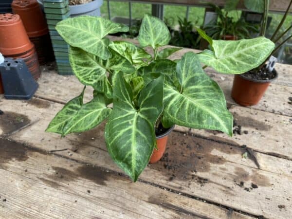 Syngonium or Arrowhead Plant Randy Green and White Variegated 3 Inch Pot Large, Plantly