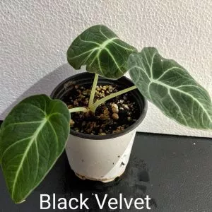 Alocasia “Black Velvet” Alocasia "Black Velvet"