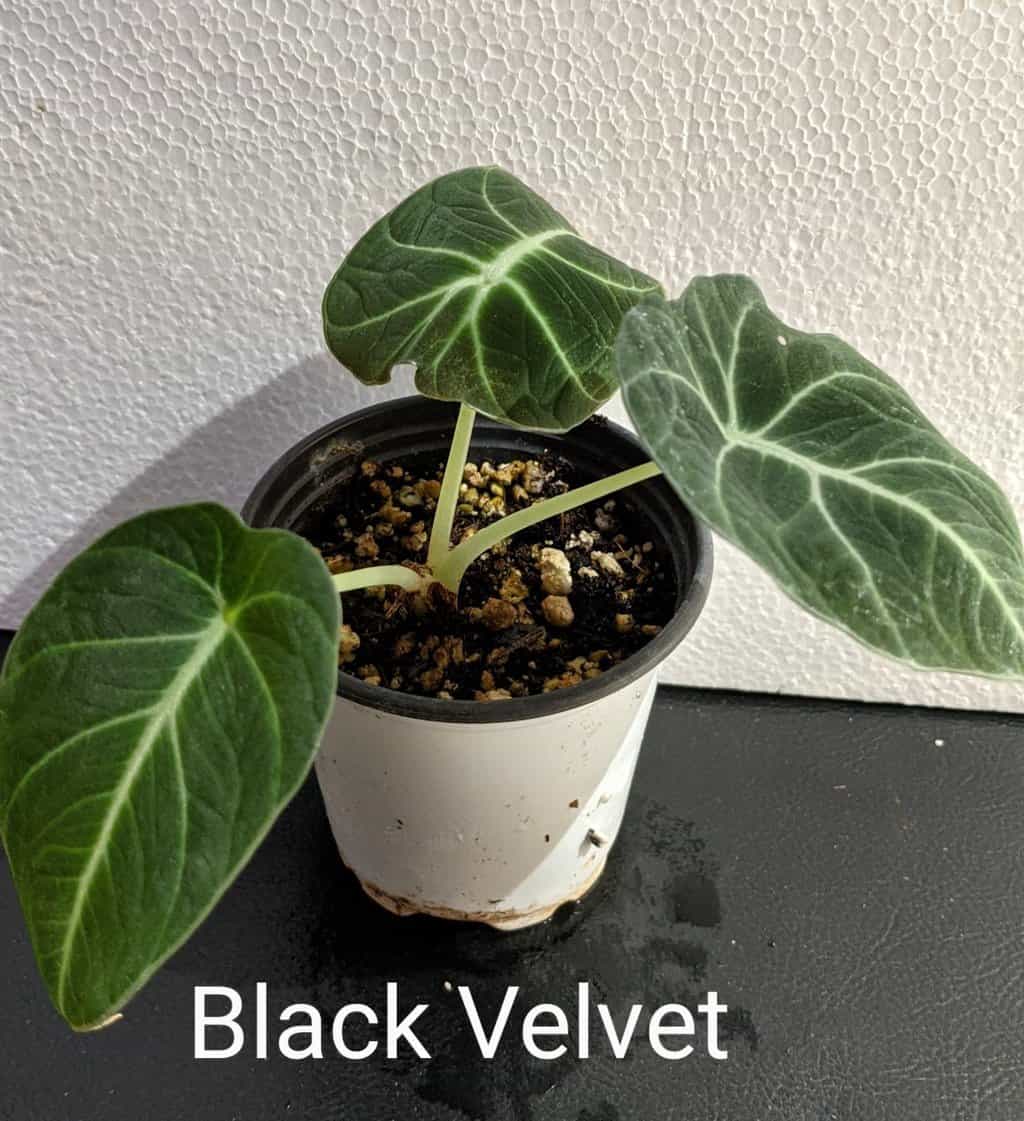 On Sale Alocasia ‘Black Velvet’ Plantly