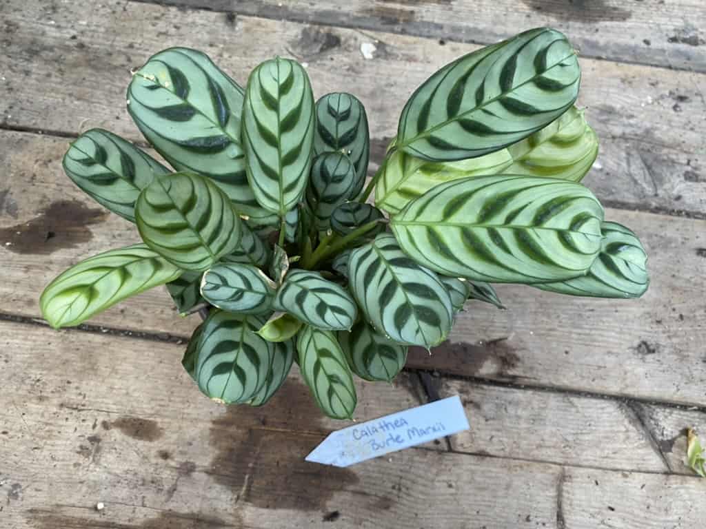 Calathea Burle Marxii 3 Inch Pot Live Plant, Plantly