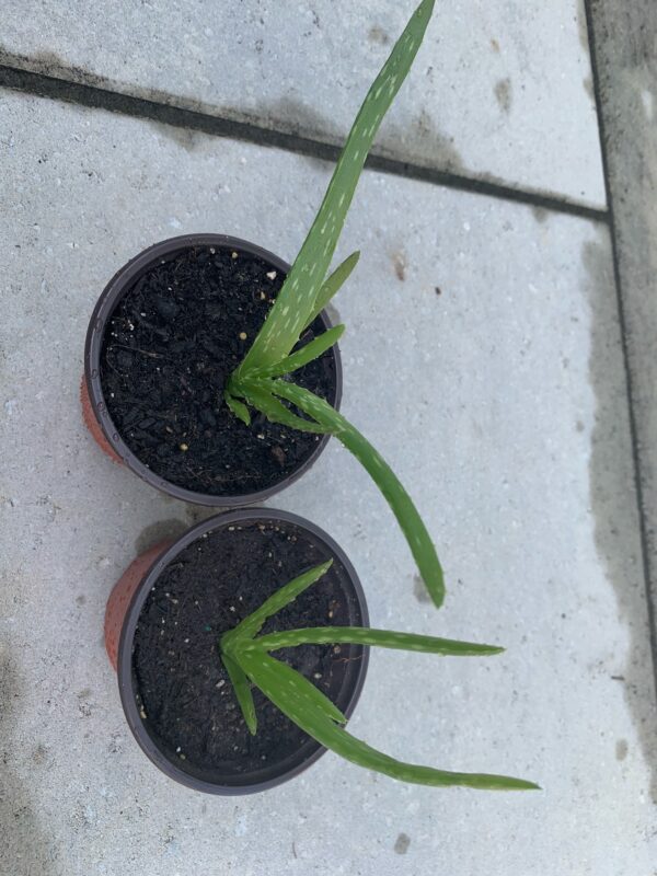 two potted aloe vera plant