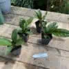 Anthurium Superbum 2.5 Tall Pot Live Starter Plant