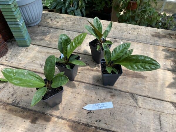 Anthurium Superbum 2.5 Tall Pot Live Starter Plant, Plantly