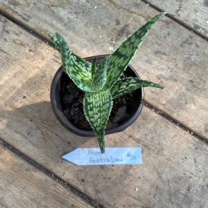 Aloe Australian Hybrid 3 Inch Pot Live Plant No10