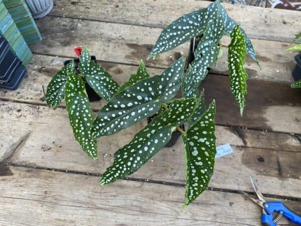 Begonia Cane My Special or My Favorite Angel Polka Dot 2.5″ Tall Pot Starter Plant