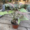 Syngonium or Arrowhead Plant Pink Splash 3 Inch Pot Live Plant
