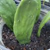 Spineless Prickly Pear Cuttings