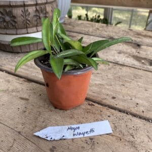 Hoya Wayetii or Wax Plant 4 Inch Pot Live Plant