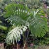 Monstera Deliciosa 5’ Fully Fenestrated Giant Cutting with Mature Leaves