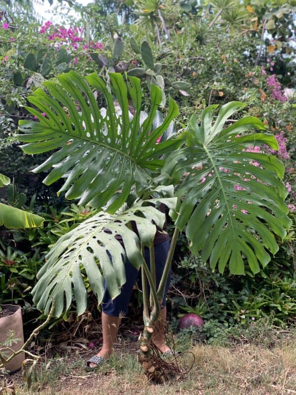 Monstera Deliciosa 5’ Fully Fenestrated Giant Cutting with Mature Leaves, Plantly